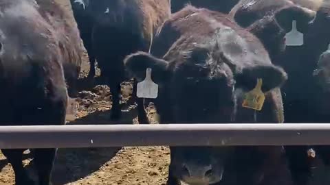 75- Fall calving Angus/Angusx heifers