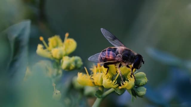 Bee Pollinating Small Yellow Flower