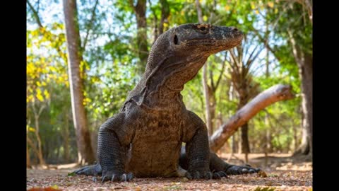 DINOSAURS, THE FASCINATION OF SCIENTISTS AND CHILDREN.