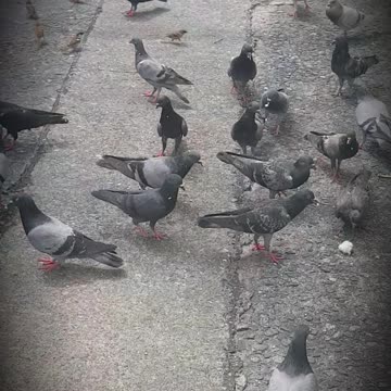 Doves were disturbed when I passed by.