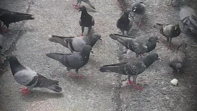 Doves were disturbed when I passed by.