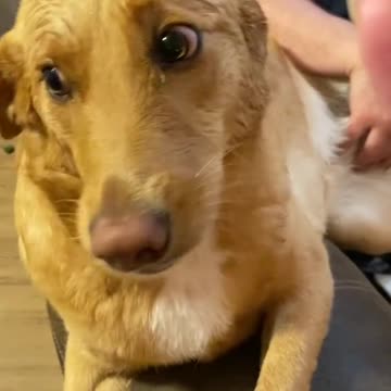 This dog likes to hide things in his mouth