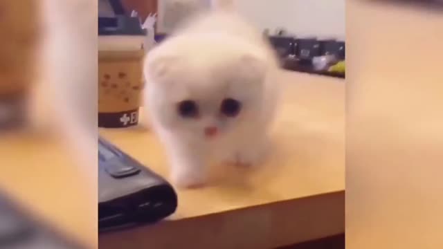 Baby cat, it's so cute