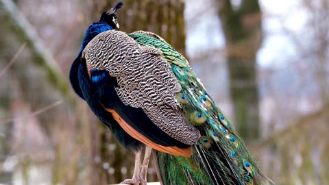 what peacock is that?