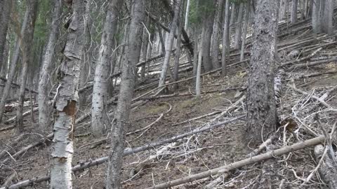 Sasquatch Structure Guardsman Pass