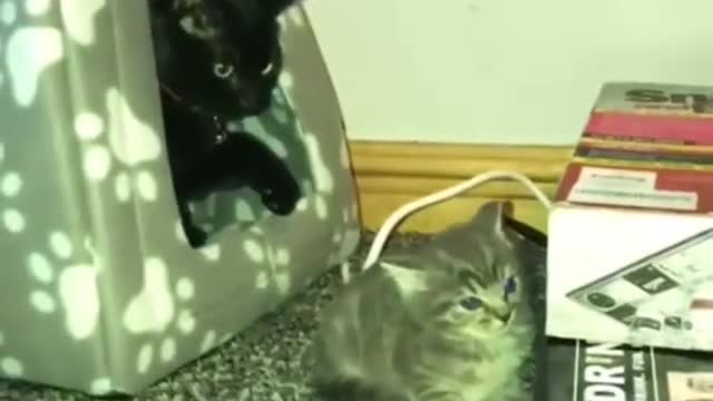 #FunnyCats #FunnyDogs #FunnyVideos so cute