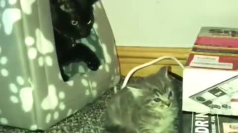 #FunnyCats #FunnyDogs #FunnyVideos so cute