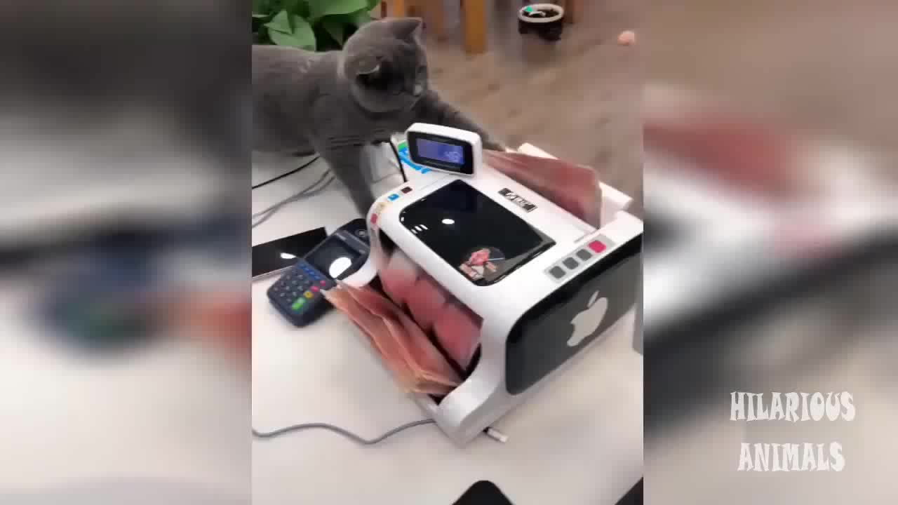 Try Not To Laugh - Funny Cat Videos #3