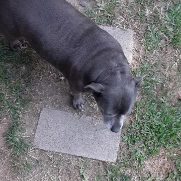 chevy the dog and tp