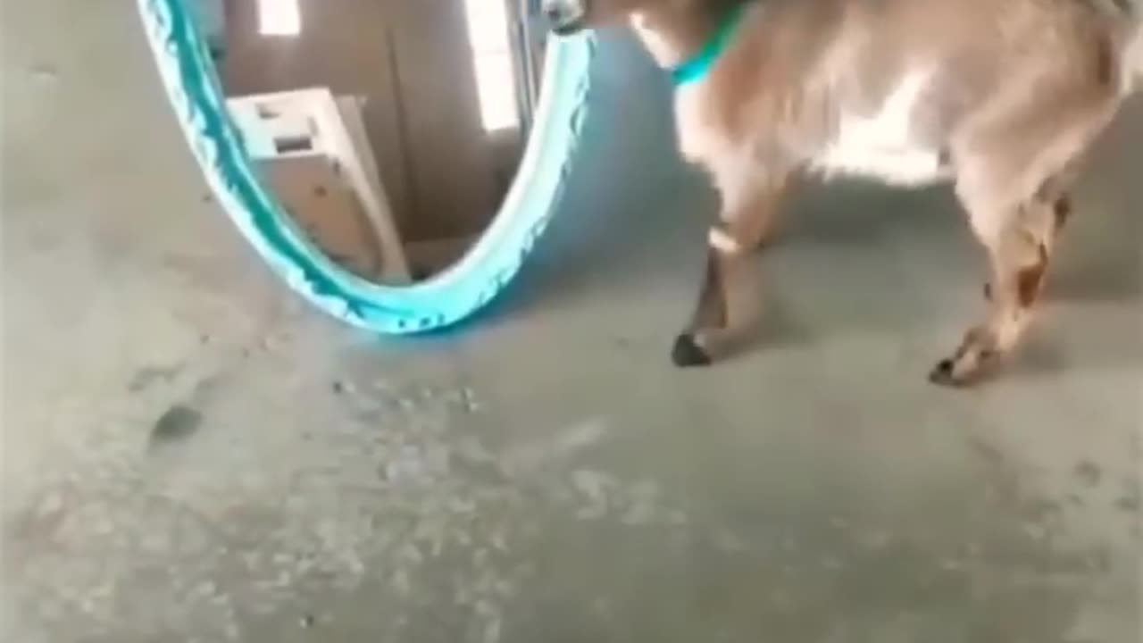Animal funny moments