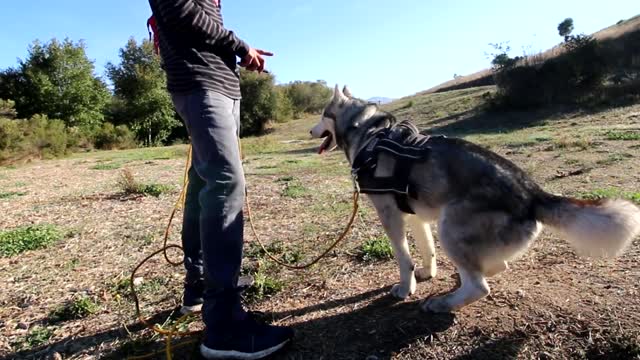 Husky Reacts To Electric Training Collar Will It Stop Digging