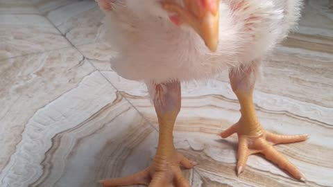 Most popular cute chicken video