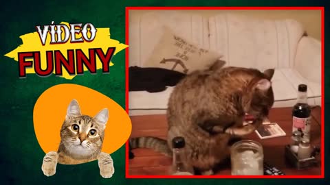 CATS FUNNY.🐈