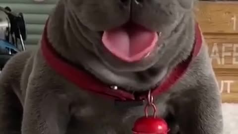 Puppy video
