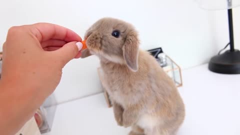 Marshmallow My Adorable Bunny