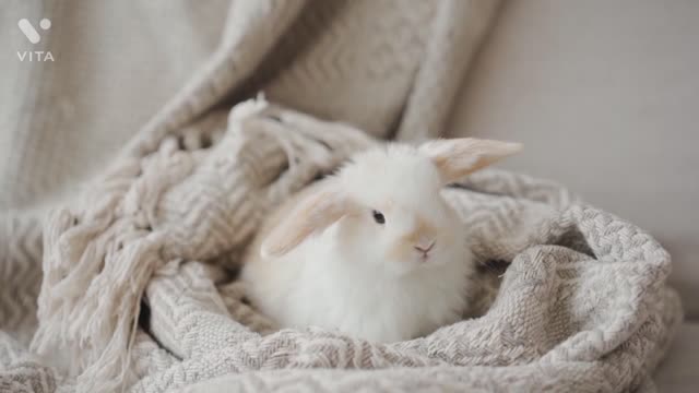 cutest pet in the world in this video