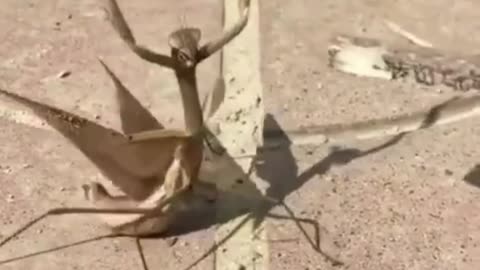 Funny video of praying mantis