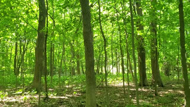 Neighborhood Forest on a Windy Memorial Day