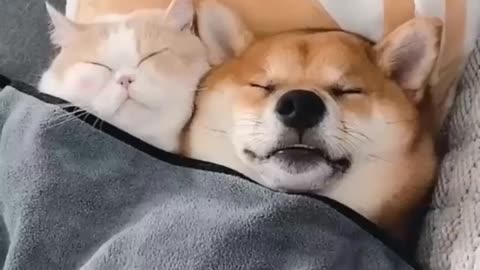 Loving dog and cat