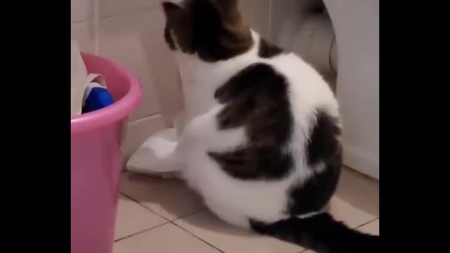😺 Cats hate doing things - 😱 Hold back your laugh challenge(1080p)