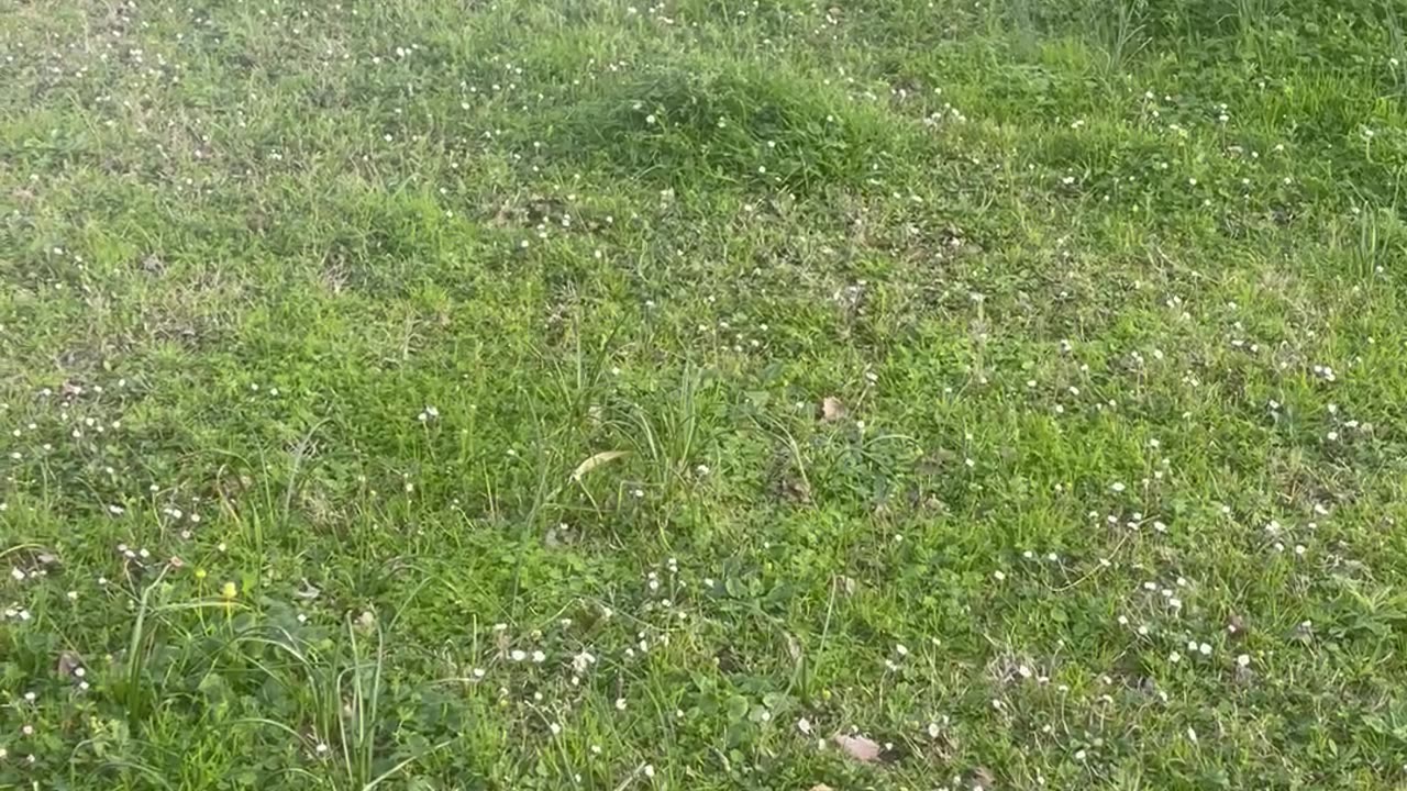 Border Collie Wants to Catch the Water