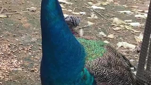 Proud peacock