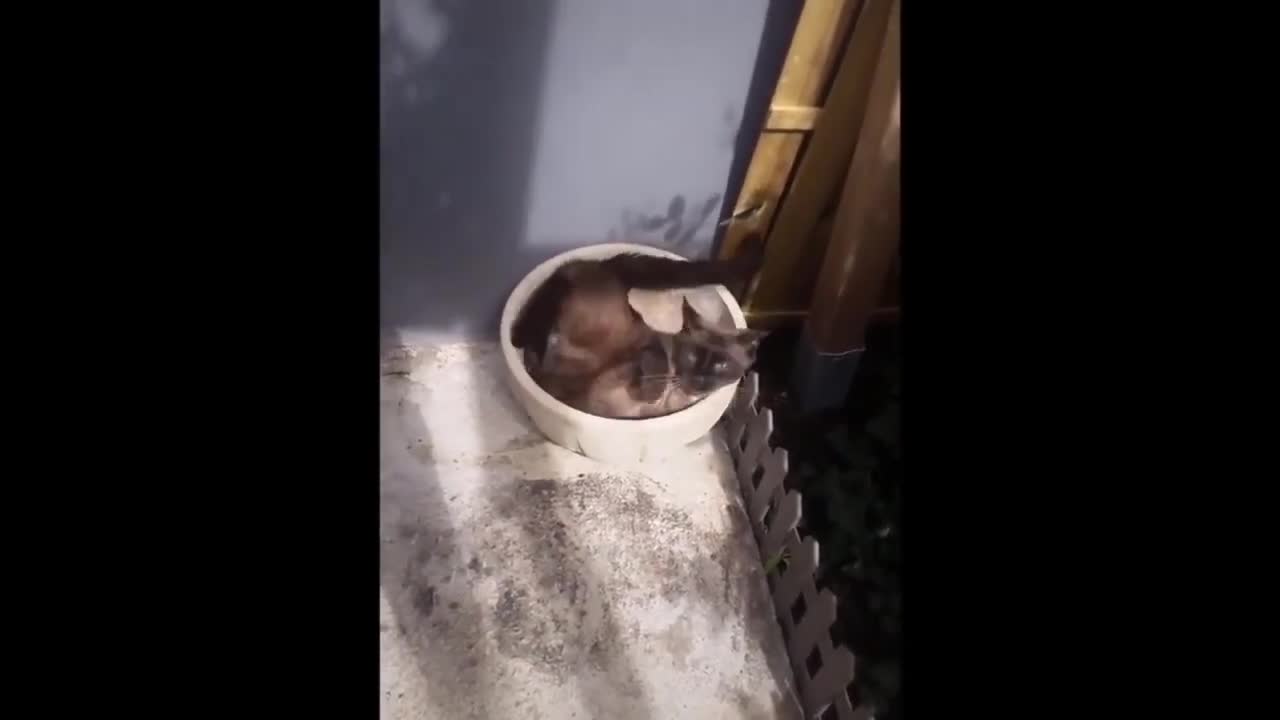 funny cat 3 compilation