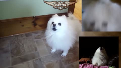 GAS FUNK in CACHORRÊS
