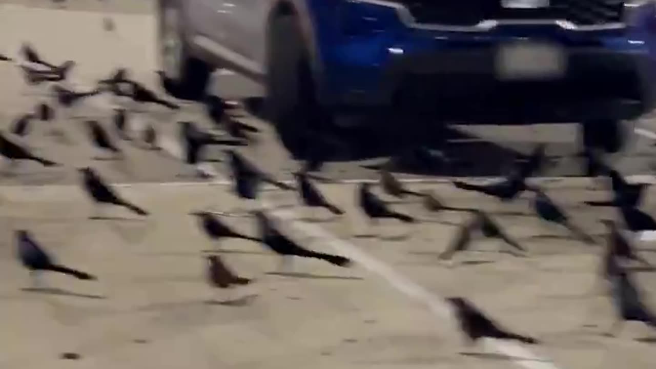 HUNDREDS OF BIRDS TAKE OVER TEXAS PARKING LOT LOOKS LIKE THE SCENE STRAIGHT FROM AN ALFRED HITCHCOCK MOVIE