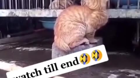 Cat vs tiger//cat vs tiger funny seen 😅😂