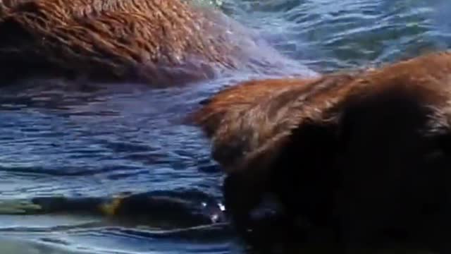 Swimming Dogs 4k nature