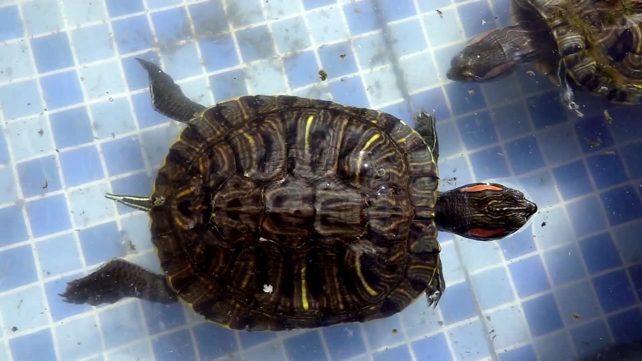 Animal Water Turtles In A Water Pool