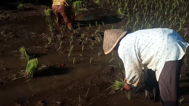 traditional rice cultivation