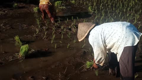 traditional rice cultivation