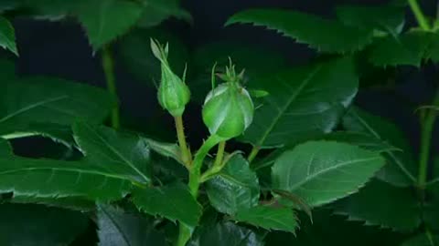 The Process of Roses When Blooming