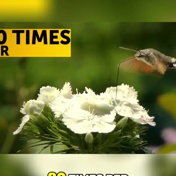 Fascinating Facts About Hummingbirds: The Only Birds That Can Fly Backwards