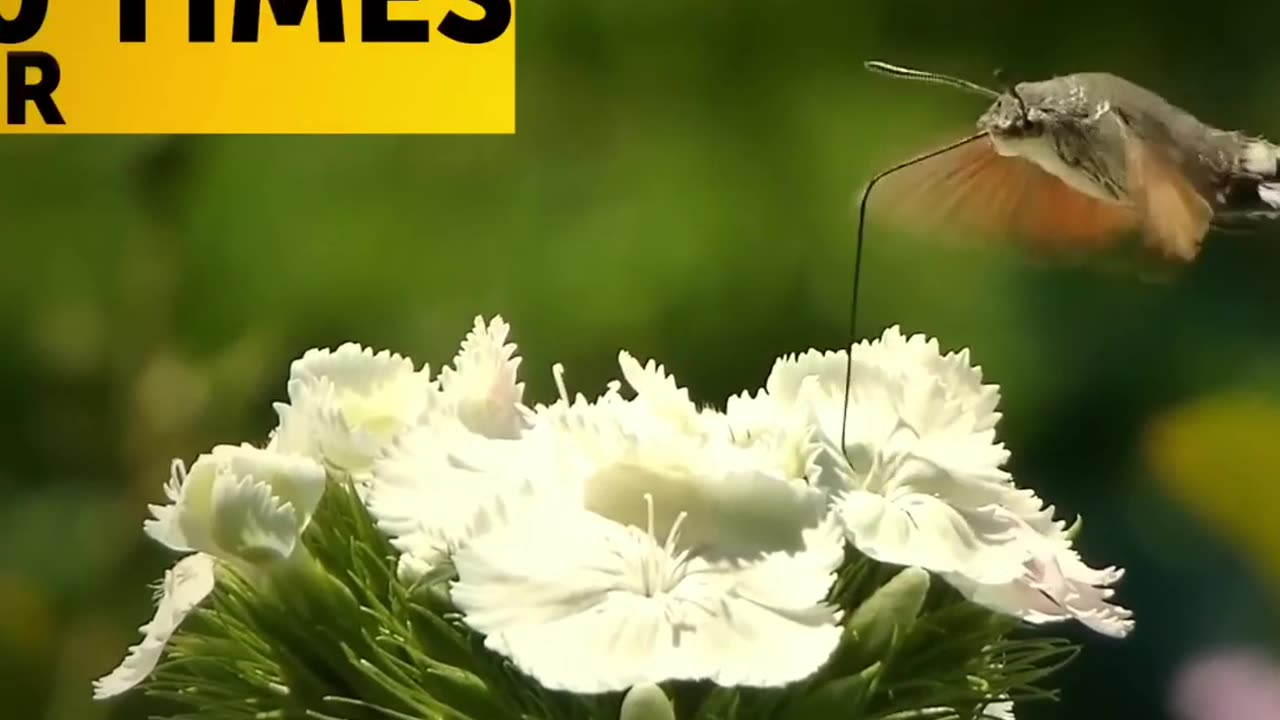 Fascinating Facts About Hummingbirds: The Only Birds That Can Fly Backwards