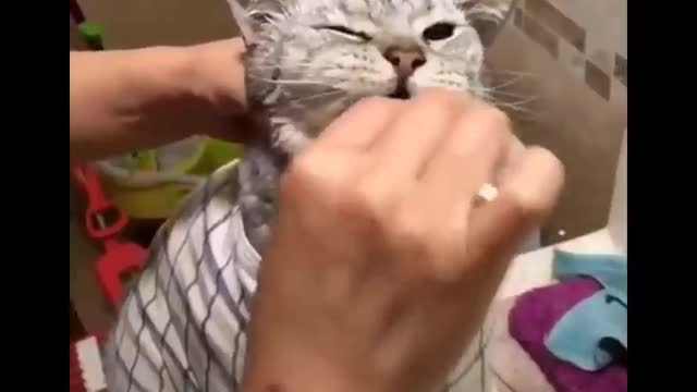 Funny cats: Don't try to hold back the laughter cats life.