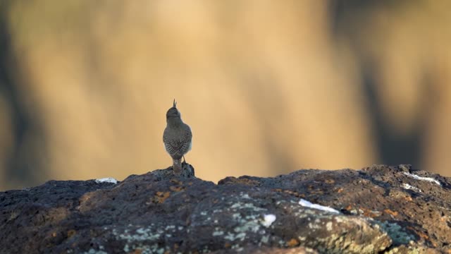 Rock Wren In Concert