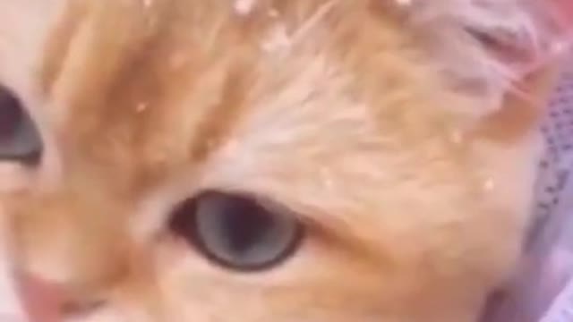 Cute Cat Snow - Funny Animals #cat #cutecat #dog