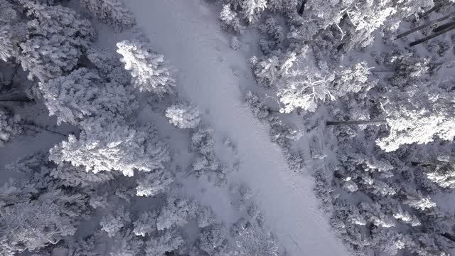 frozen trees