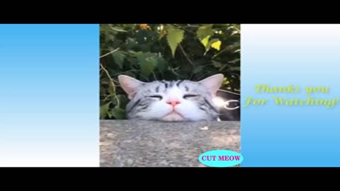 CUTE CATS AND FUNNY DOGS 1