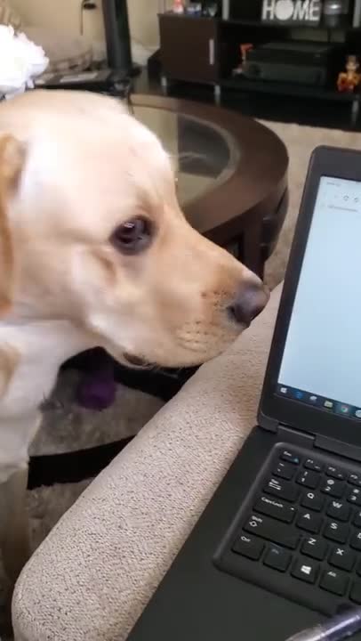 Dog hates it when disturbed during sleeping