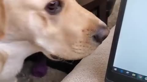 Dog hates it when disturbed during sleeping