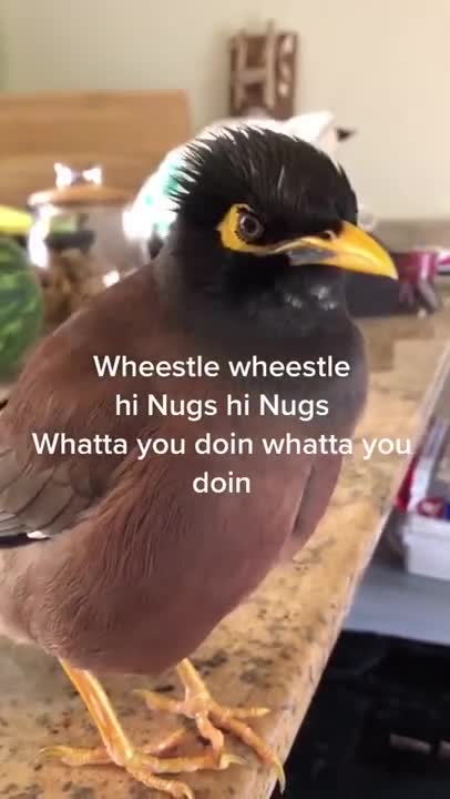 My name is nugget and I'm a big fat chicken