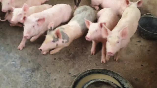 Piggy 🐷. #pig so cute