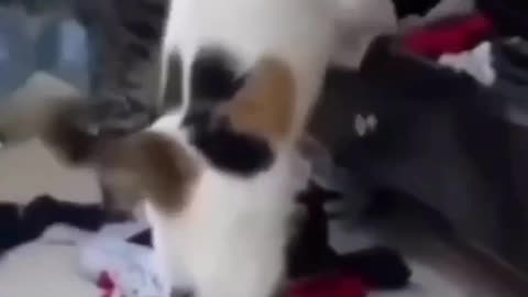 Funny Animal Videos Of The Day 0030!