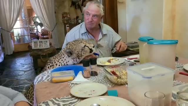 Cheetah joining at supper