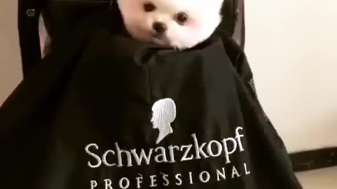 What a cute dog having it's haircut! - Funny Cute Dogs 2021