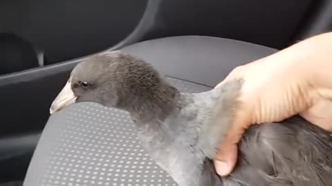 Man Gets Unpleasant Surprise from Bird